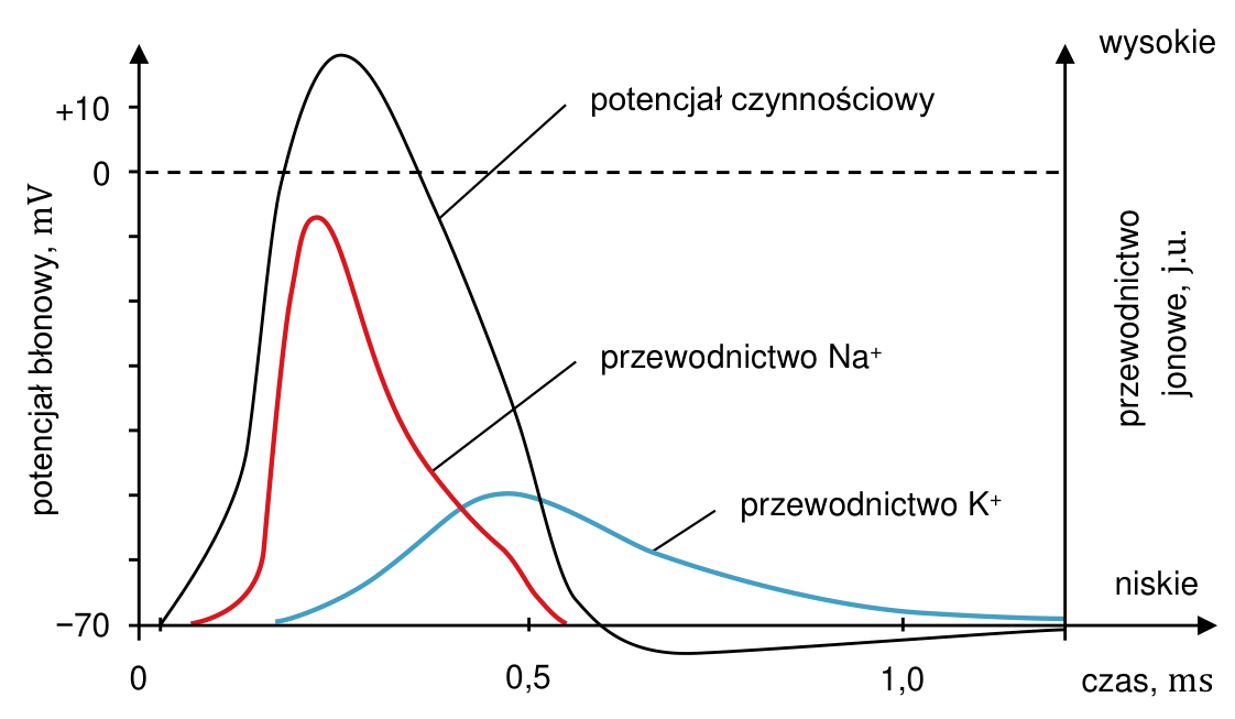 Wykres potencjału czynnościowego i przewodnictwa jonów Na⁺ oraz K⁺. Oś lewa: potencjał błonowy, mV, oznaczenia −70, 0, +10. Oś pozioma: czas, ms, oznaczenia 0, 0,5, 1,0. Oś prawa: przewodnictwo jonowe, j.u., od niskiego do wysokiego.