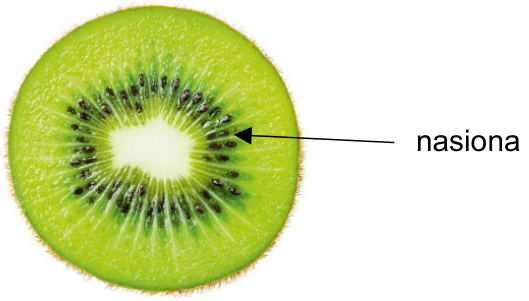 Fotografia przekroju poprzecznego owocu kiwi ze strzałką i etykietą „nasiona”.
