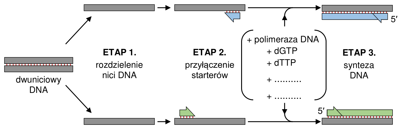 Schemat pierwszego cyklu amplifikacji DNA metodą PCR z oznaczeniami etapów, starterów, polimerazy DNA, dGTP, dTTP i dwoma pustymi miejscami.