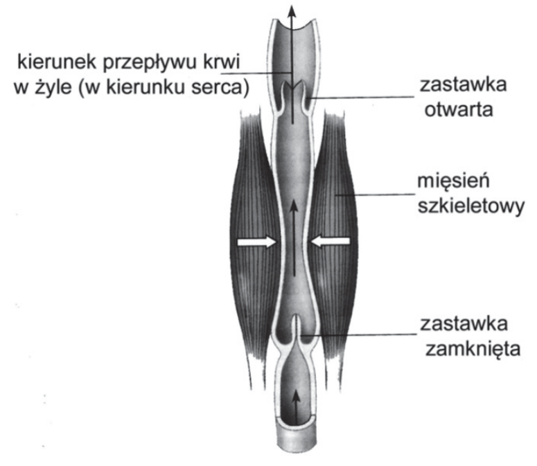 Schemat przepływu krwi w żyle kończyny dolnej z oznaczeniami: kierunek przepływu krwi w żyle (w kierunku serca), zastawka otwarta, mięsień szkieletowy, zastawka zamknięta.
