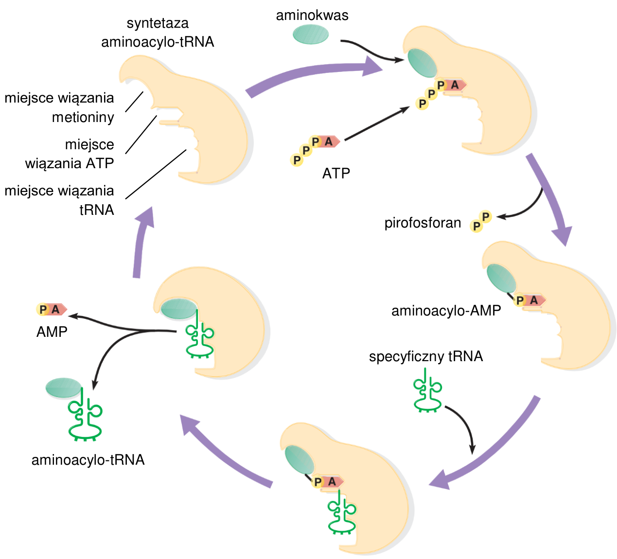 Schemat działania syntetazy aminoacylo-tRNA