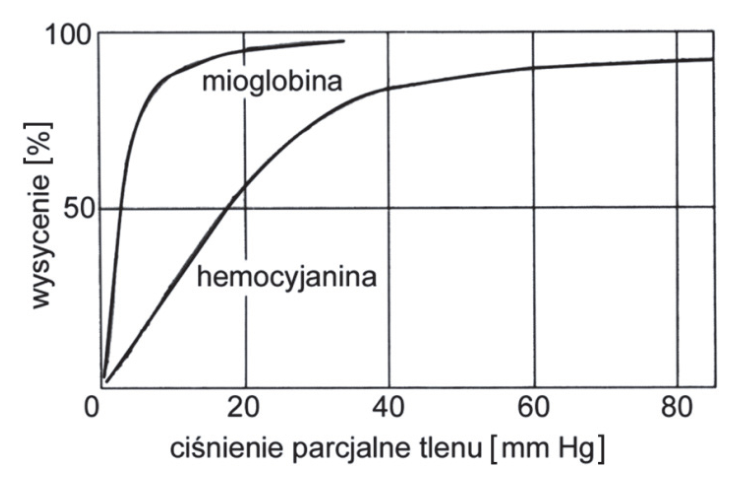 Krzywe dysocjacji hemocyjaniny i mioglobiny. Oś pozioma: ciśnienie parcjalne tlenu [mm Hg], od 0 do 80. Oś pionowa: wysycenie [%], od 0 do 100.