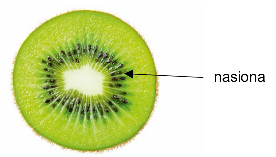 Przekrój poprzeczny owocu kiwi ze strzałką wskazującą nasiona.