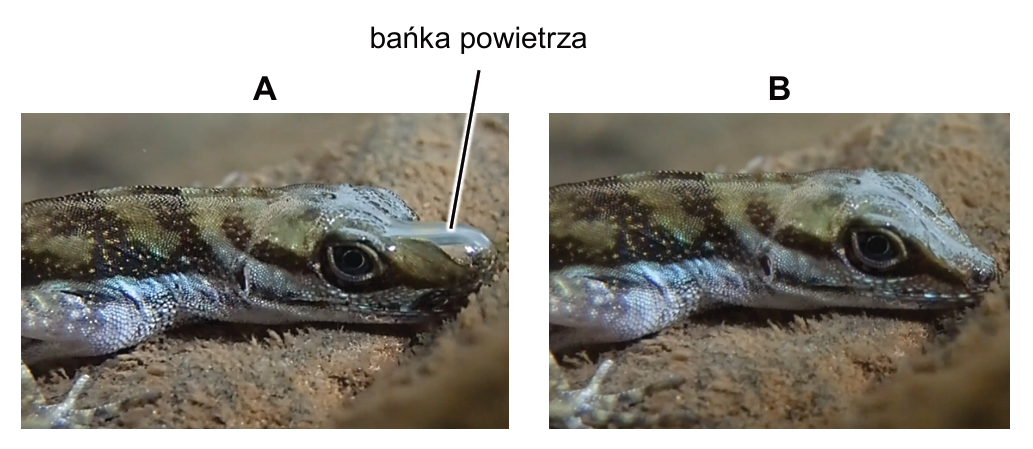 Zdjęcia A i B głowy jaszczurki; na zdjęciu A wskazano bańkę powietrza.