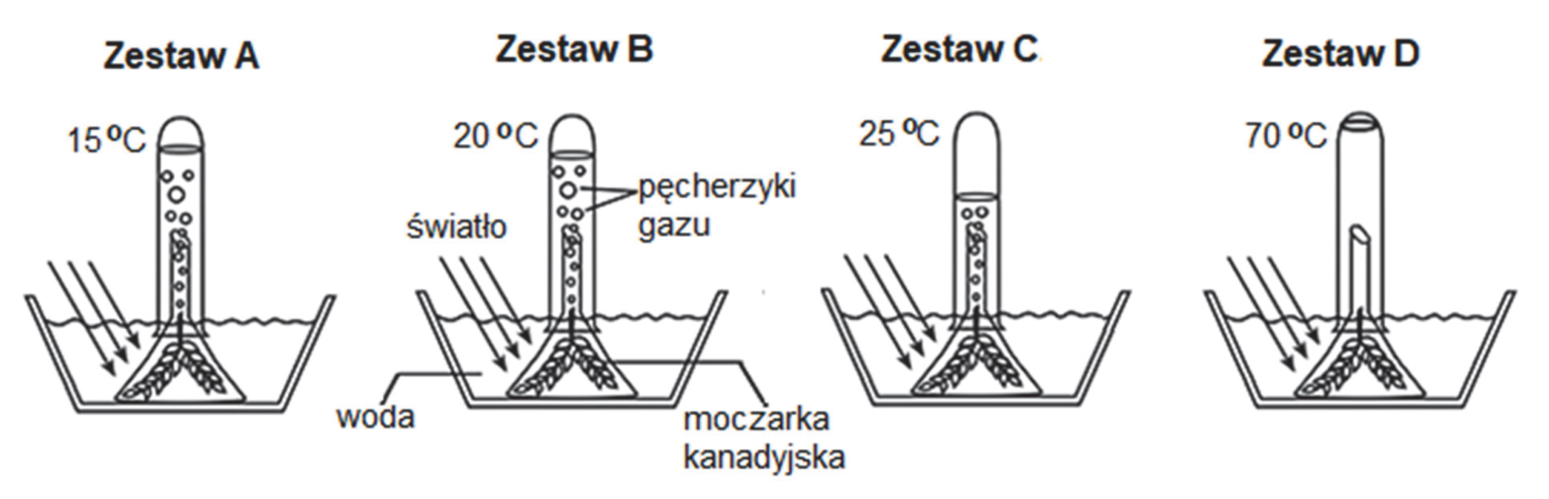 Rysunki wyników doświadczenia w zestawach A–D, z oznaczeniami temperatur 15°C, 20°C, 25°C i 70°C oraz podpisami: światło, pęcherzyki gazu, woda, moczarka kanadyjska.