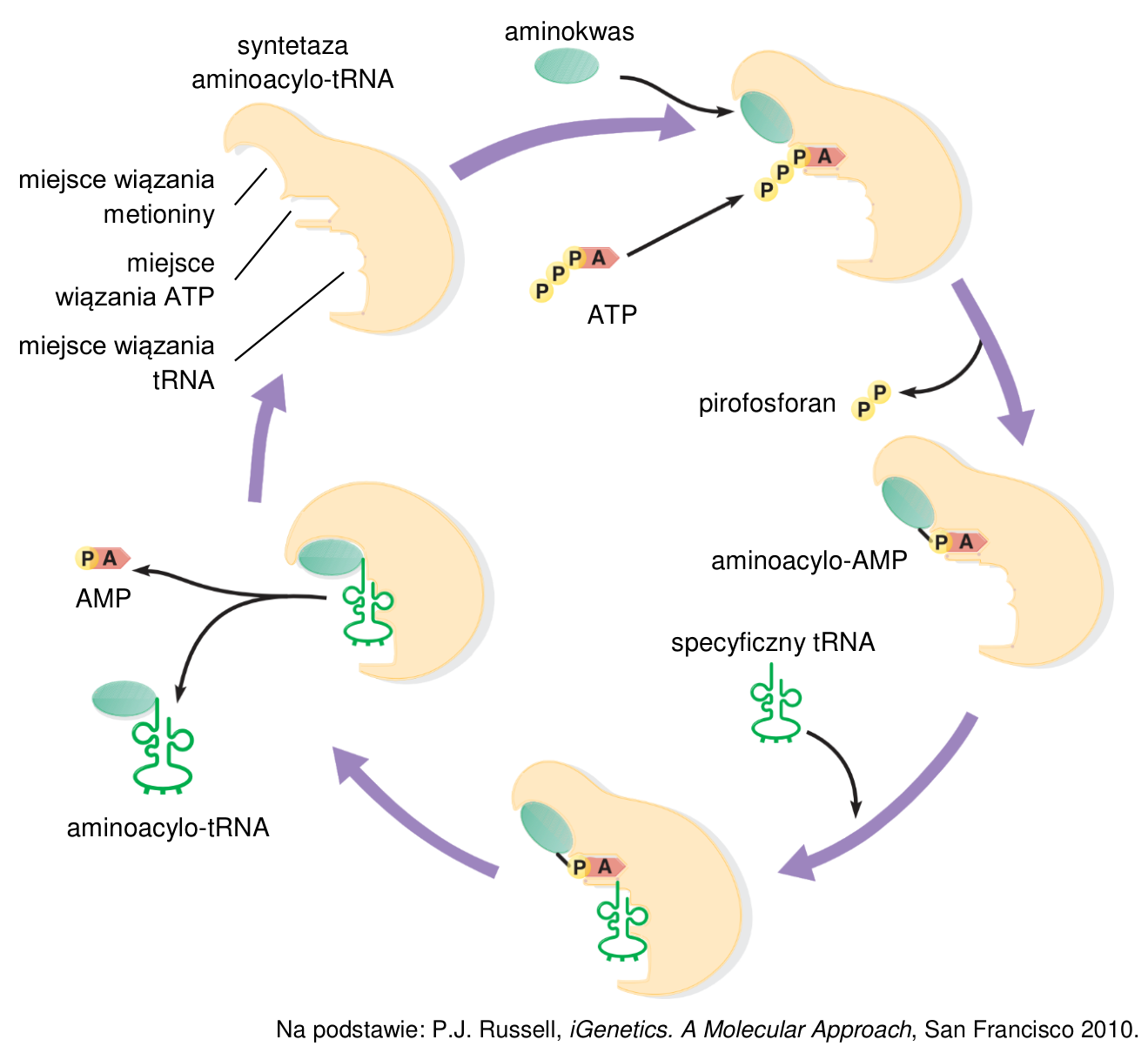 Schemat działania syntetazy aminoacylo-tRNA z oznaczeniami miejsc wiązania metioniny, ATP i tRNA oraz etapów prowadzących do powstania aminoacylo-tRNA.