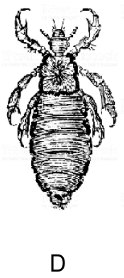 Rysunek stawonoga oznaczony D