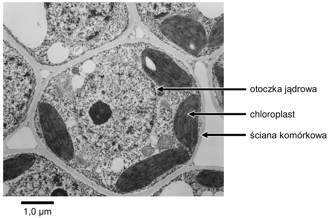 Mikrofotografia TEM z podpisami: otoczka jądrowa, chloroplast, ściana komórkowa; podziałka 1,0 µm.