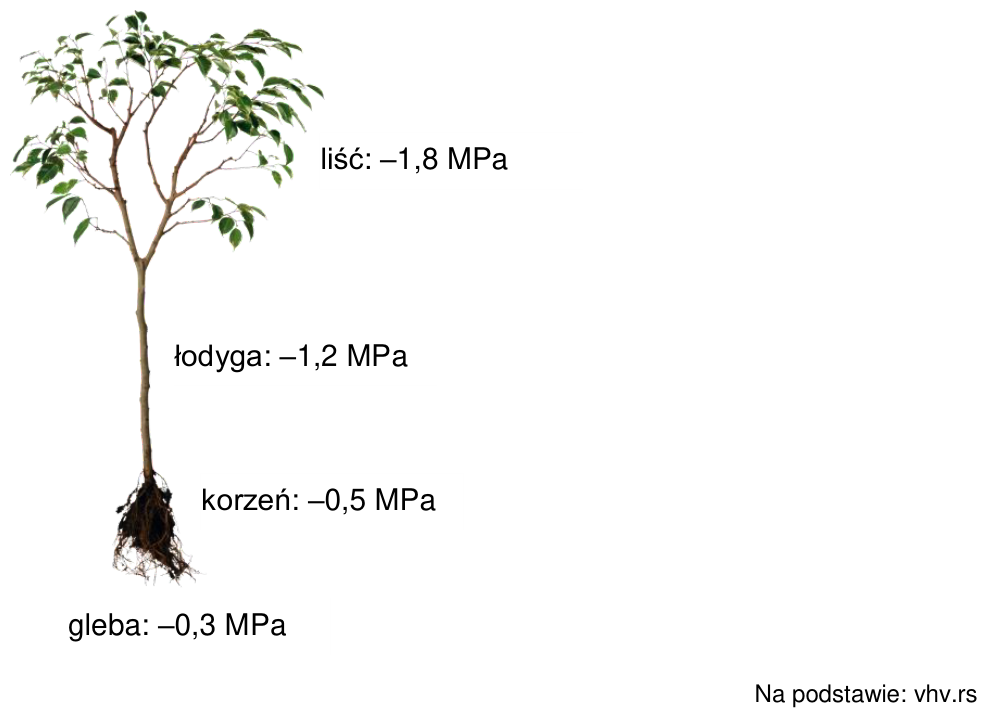 Schemat rośliny z wartościami potencjału wody: liść −1,8 MPa; łodyga −1,2 MPa; korzeń −0,5 MPa; gleba −0,3 MPa.