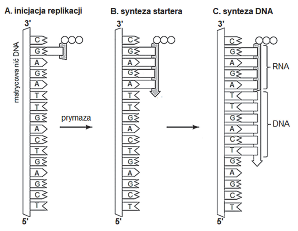Schemat etapów A–C dobudowywania nici komplementarnej podczas replikacji DNA, z oznaczeniami matrycowej nici DNA, prymazy, startera RNA i dobudowywanej nici DNA.
