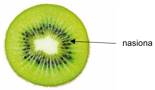 Fotografia przekroju poprzecznego owocu kiwi ze strzałką i etykietą „nasiona”.