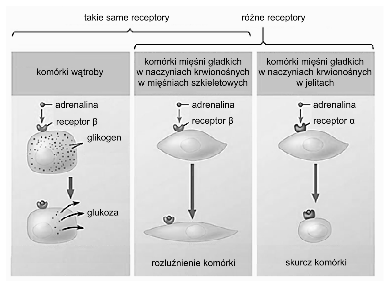 Schemat występowania receptorów adrenergicznych typu α i β w komórkach wątroby oraz mięśni gładkich naczyń krwionośnych i reakcji tych komórek na adrenalinę.