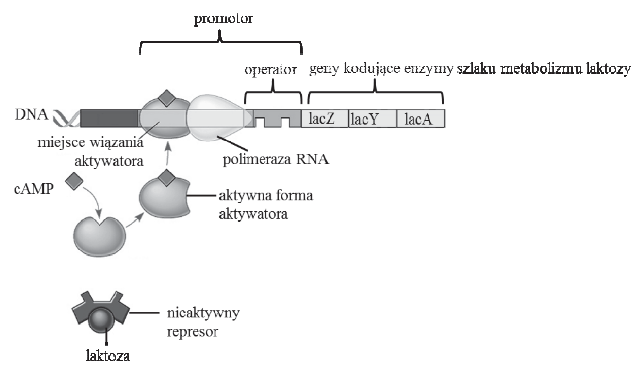 Schemat regulacji operonu laktozowego z oznaczeniami promotora, operatora, genów lacZ, lacY i lacA, aktywatora, cAMP, represora i laktozy.
