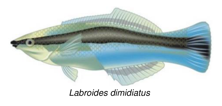 Ilustracja ryby Labroides dimidiatus wraz z podpisem