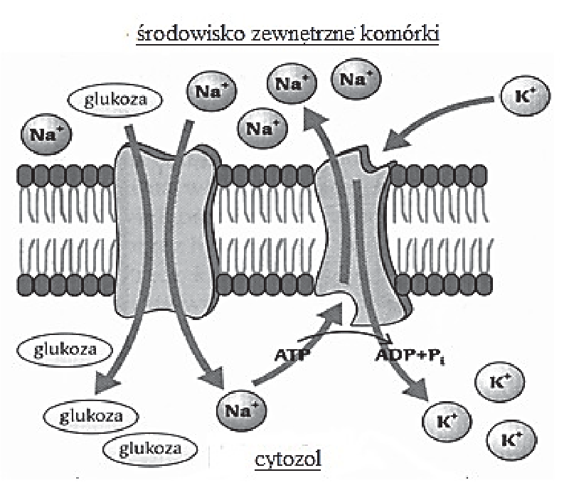 Schemat transportu glukozy i jonów przez błonę komórkową.