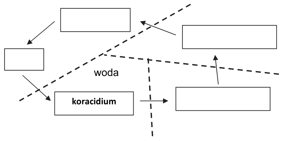 Schemat cyklu rozwojowego bruzdogłowca szerokiego z pustymi polami, strzałkami oraz oznaczeniami „woda” i „koracidium”
