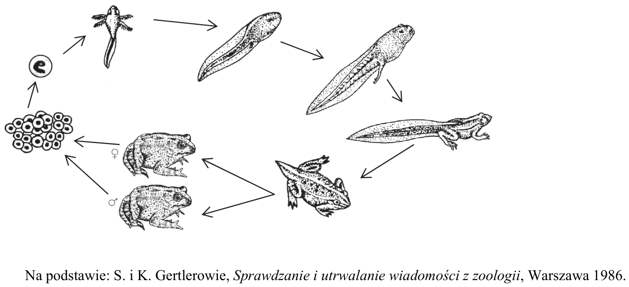 Schemat kolejnych etapów rozwoju żaby trawnej, ze strzałkami i oznaczeniami samicy oraz samca.