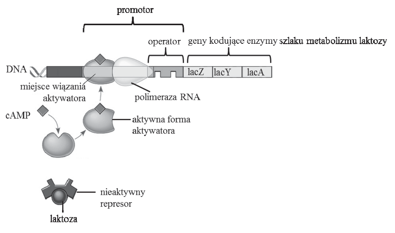 Schemat regulacji ekspresji operonu laktozowego z oznaczeniami promotora, operatora, genów lacZ, lacY i lacA, aktywatora, cAMP, polimerazy RNA oraz nieaktywnego represora z laktozą.
