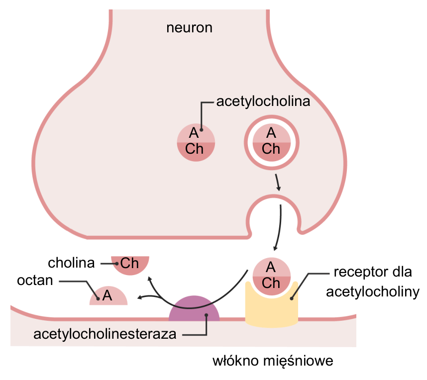 Schemat synapsy nerwowo-mięśniowej z oznaczeniami neuronu, włókna mięśniowego, acetylocholiny, choliny, octanu, acetylocholinoesterazy i receptora dla acetylocholiny.