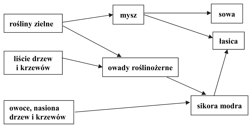 Schemat sieci troficznej w lesie liściastym z organizmami i strzałkami wskazującymi zależności pokarmowe.