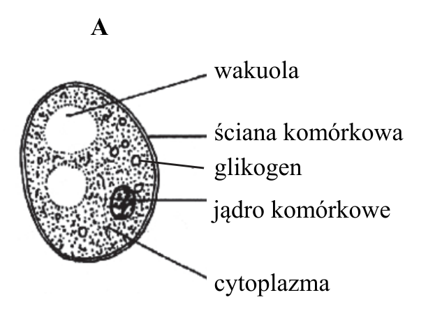 A. Budowa komórki drożdży z oznaczeniami: wakuola, ściana komórkowa, glikogen, jądro komórkowe, cytoplazma.
