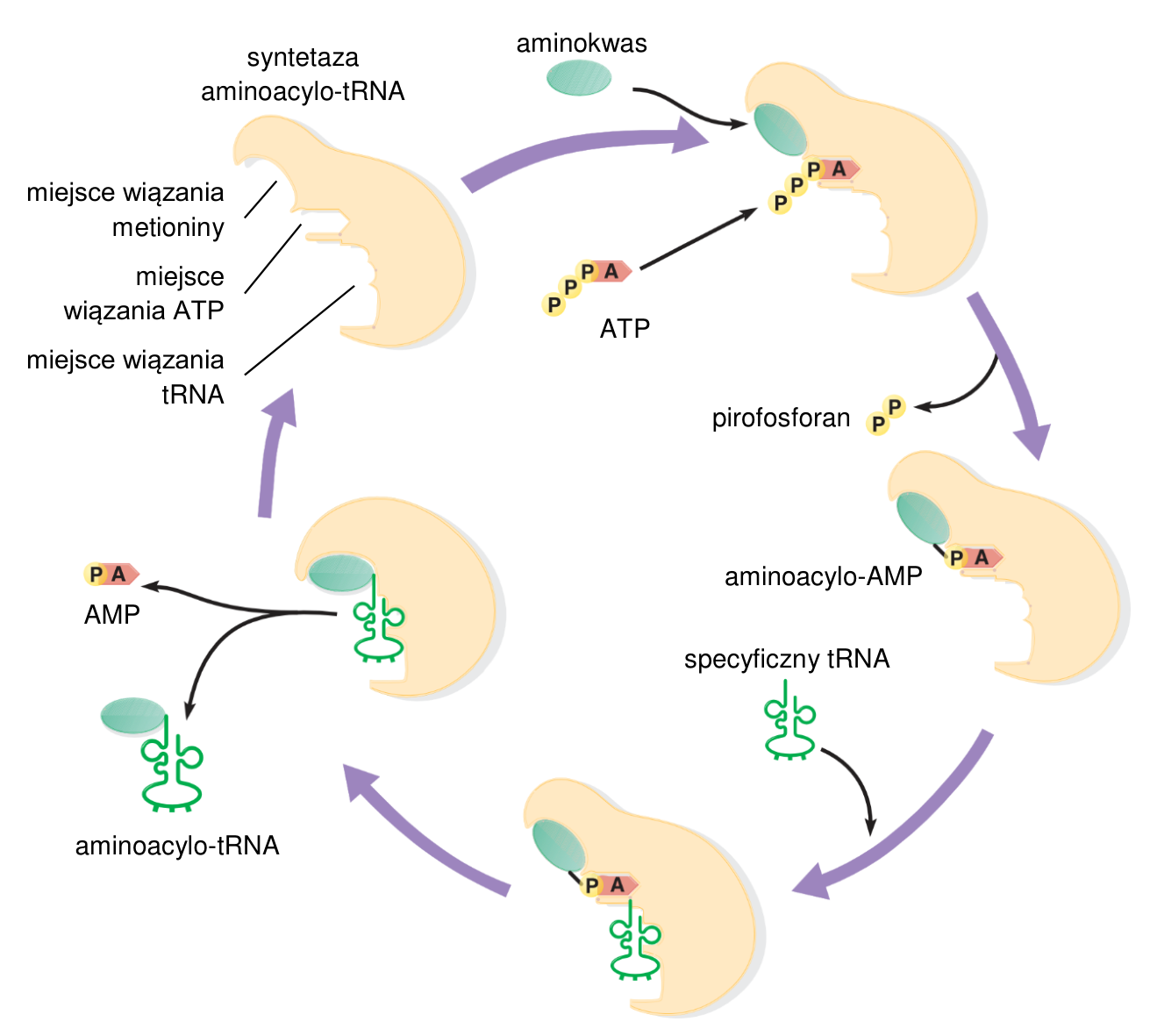 Schemat działania syntetazy aminoacylo-tRNA z podpisami miejsc wiązania metioniny, ATP i tRNA oraz kolejnych etapów tworzenia aminoacylo-tRNA.