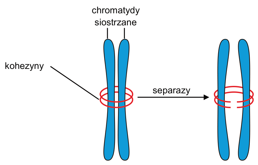 Schemat położenia kohezyn i chromatyd siostrzanych przed działaniem separaz i po nim; oznaczenia: chromatydy siostrzane, kohezyny, separazy.