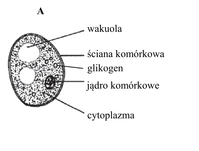 Rysunek A. Budowa komórki drożdży z oznaczeniami: wakuola, ściana komórkowa, glikogen, jądro komórkowe, cytoplazma.