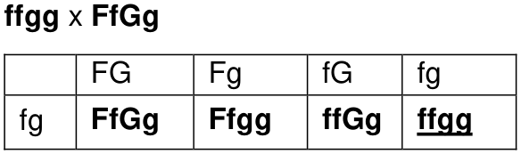 Krzyżówka genetyczna ffgg × FfGg z tabelą genotypów potomstwa
