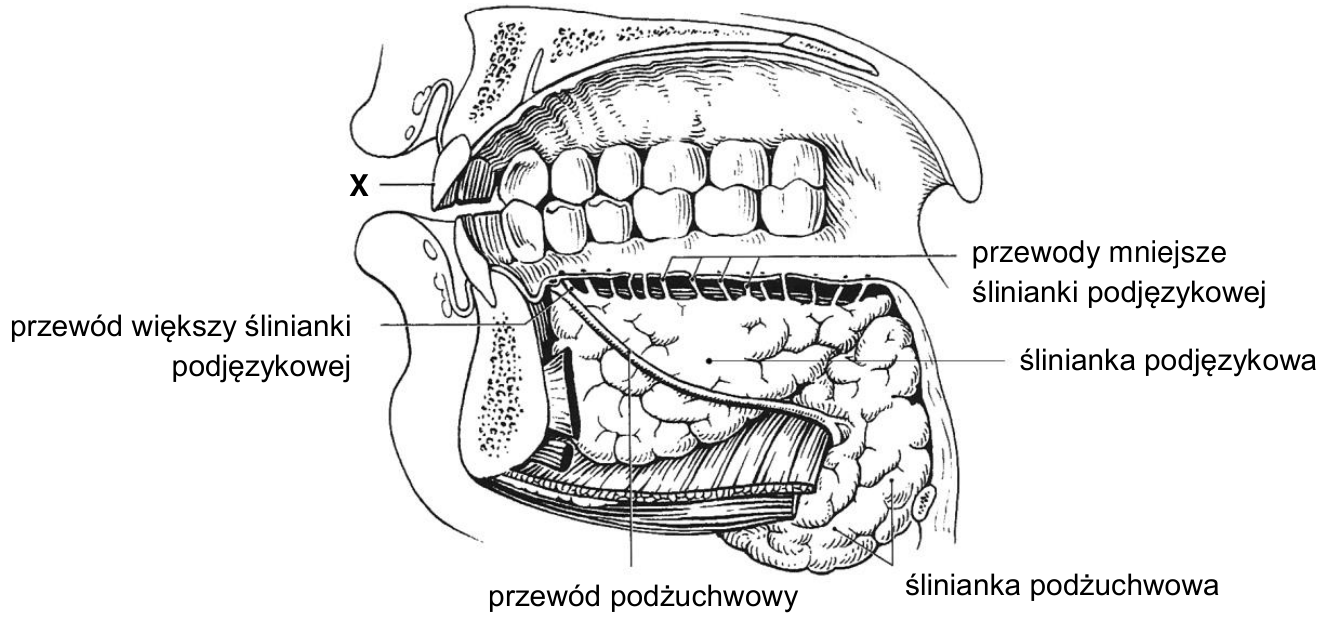 Schemat jamy ustnej od strony przyśrodkowej z oznaczonymi śliniankami podjęzykową i podżuchwową oraz ich przewodami odprowadzającymi.