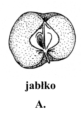 A. jabłko — przekrój owocu.