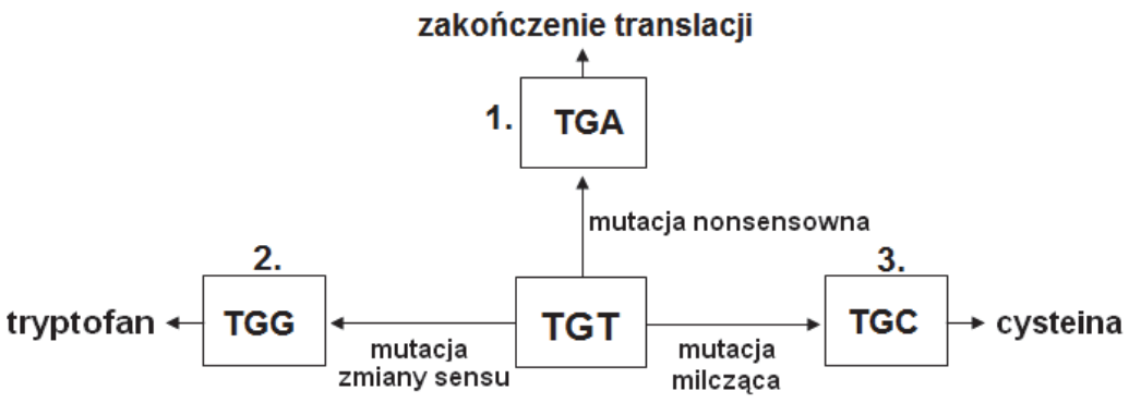 Schemat uzupełnionych kodonów i rodzajów mutacji
