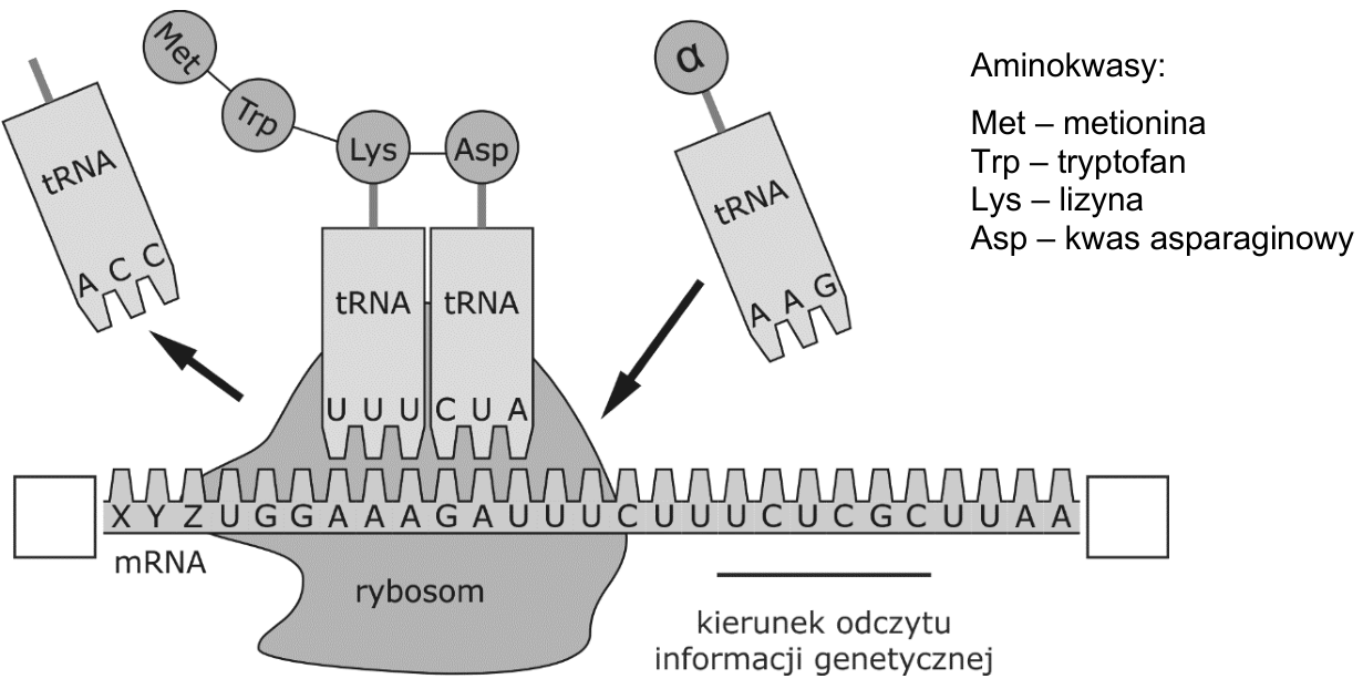 Schemat syntezy peptydu z nicią mRNA, rybosomem, cząsteczkami tRNA, legendą aminokwasów i linią wskazującą kierunek odczytu informacji genetycznej.