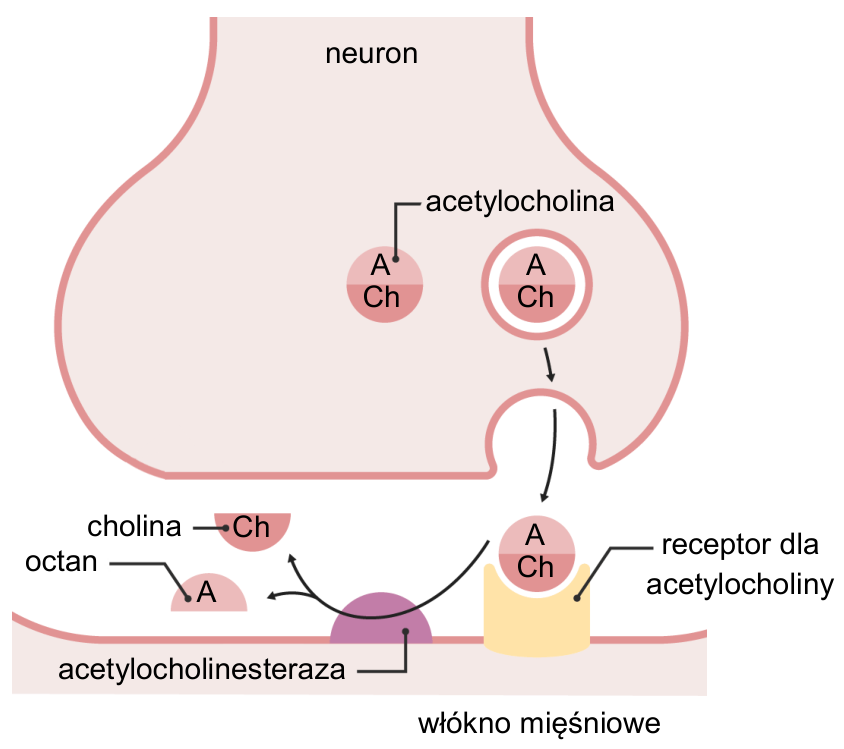Schemat synapsy między neuronem ruchowym a włóknem mięśniowym, z oznaczeniami acetylocholiny, receptora, acetylocholinesterazy, choliny i octanu.