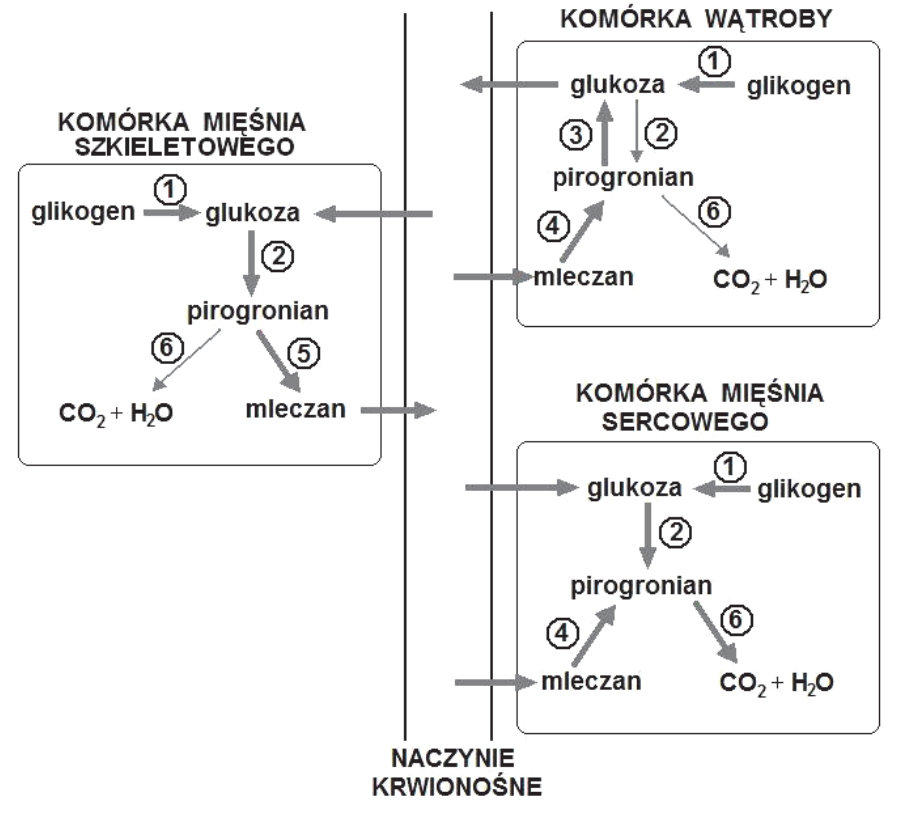 Schemat przemian biochemicznych w komórkach mięśnia szkieletowego, wątroby i mięśnia sercowego oraz transportu substancji przez naczynie krwionośne