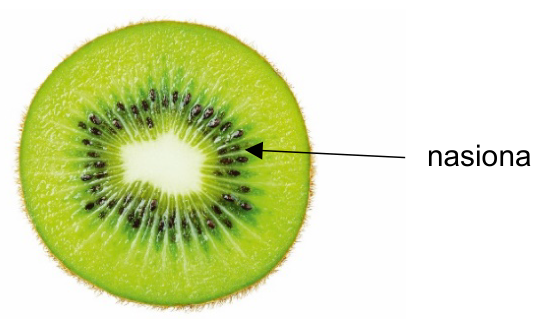 Fotografia przekroju poprzecznego owocu kiwi ze strzałką wskazującą nasiona