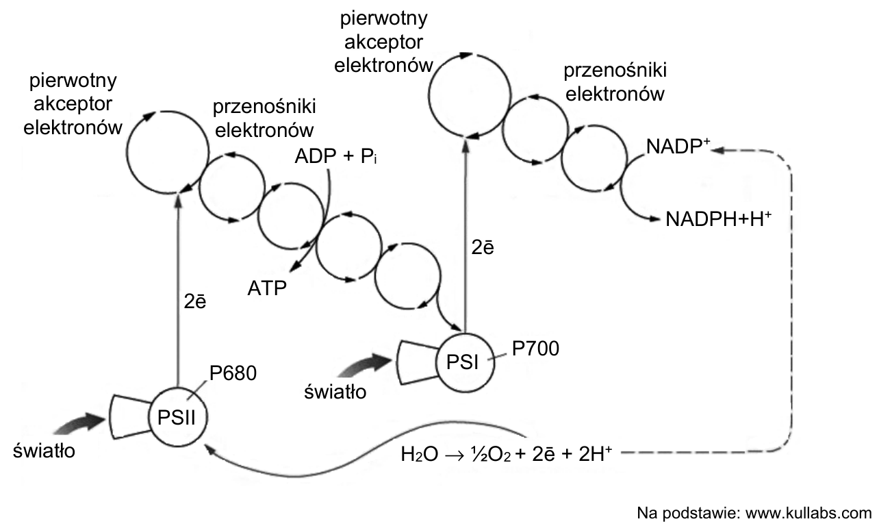 Schemat procesu fosforylacji fotosyntetycznej z fotosystemami PSII i PSI, przenośnikami elektronów oraz oznaczeniami ATP, ADP + Pi, NADP⁺ i NADPH + H⁺.