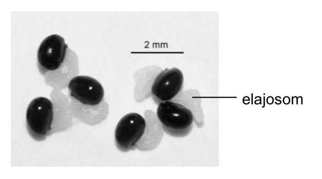 Fotografia nasion glistnika jaskółczego ziela z elajosomami; oznaczenie elajosomu i skala 2 mm.