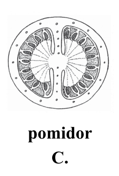 C. pomidor — przekrój owocu.