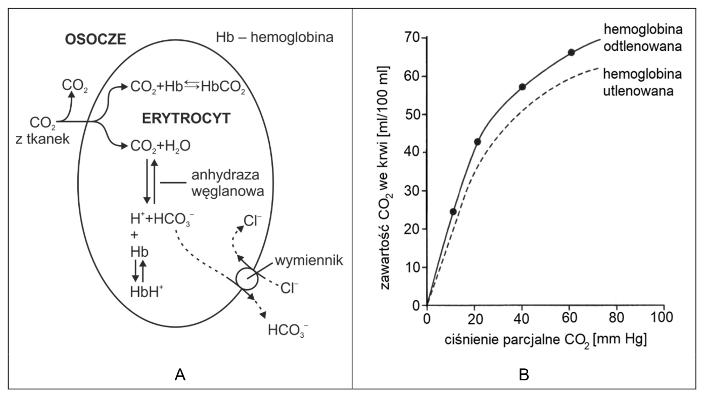 Schemat A transportu CO₂ w erytrocycie oraz wykres B zawartości CO₂ we krwi w zależności od ciśnienia parcjalnego CO₂, z krzywymi dla hemoglobiny odtlenowanej i utlenowanej.
