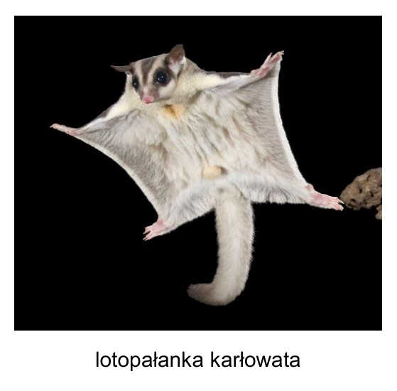 Lotopałanka karłowata podczas lotu ślizgowego; podpis: lotopałanka karłowata.