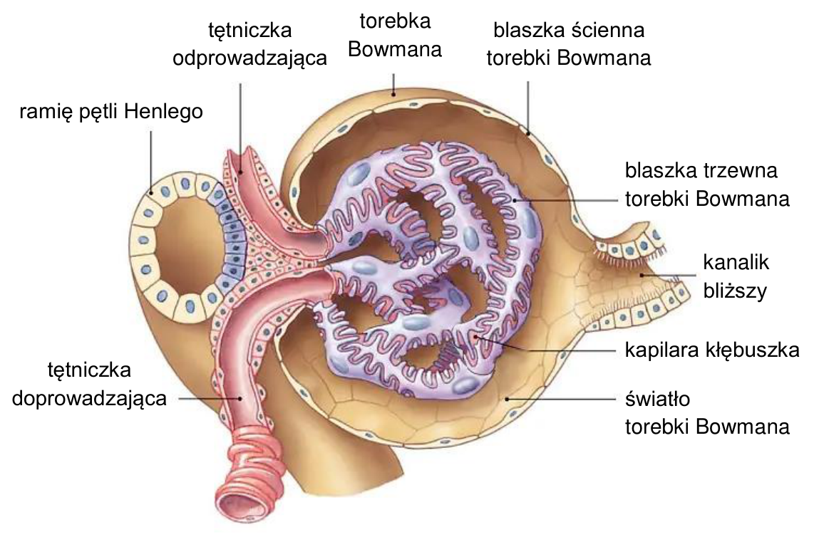 Schemat ciałka nerkowego i sąsiednich części nefronu z oryginalnymi oznaczeniami.