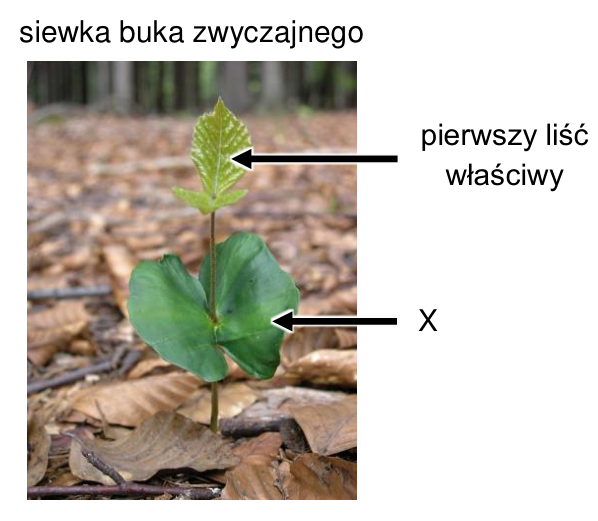 Zdjęcie siewki buka zwyczajnego ze strzałkami wskazującymi pierwszy liść właściwy oraz strukturę X.