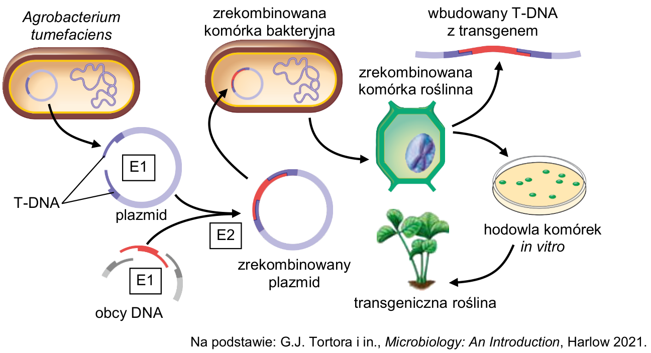 Schemat otrzymywania rośliny transgenicznej z użyciem Agrobacterium tumefaciens; oznaczenia E1 i E2, T-DNA, obcy DNA oraz etapy powstawania zrekombinowanego plazmidu i rośliny.