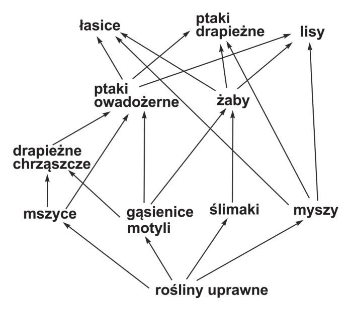 Schemat sieci pokarmowej ekosystemu pola uprawnego
