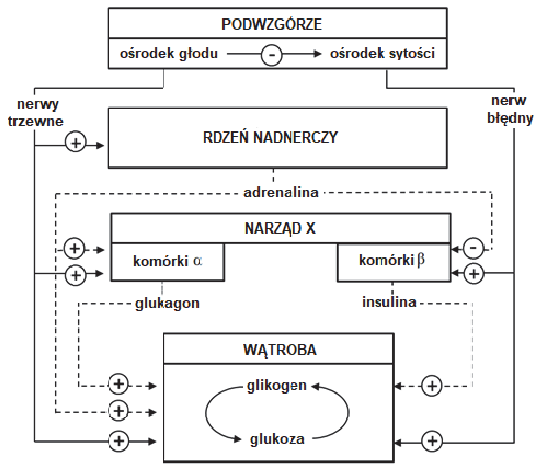 Schemat powiązań między podwzgórzem, rdzeniem nadnerczy, narządem X i wątrobą, z oznaczeniem wpływu nerwów, adrenaliny, glukagonu i insuliny.