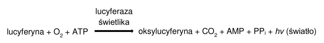 Równanie reakcji utleniania lucyferyny z udziałem lucyferazy świetlika