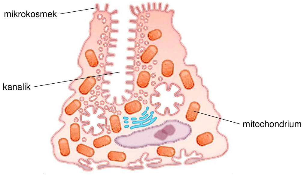 Rysunek komórki okładzinowej żołądka z oznaczeniami: mikrokosmek, kanalik, mitochondrium.