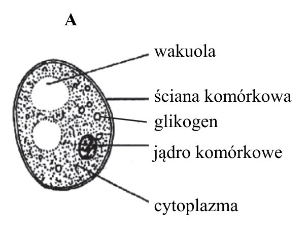 Rysunek A. Budowa komórki drożdży z oznaczeniami: wakuola, ściana komórkowa, glikogen, jądro komórkowe, cytoplazma.