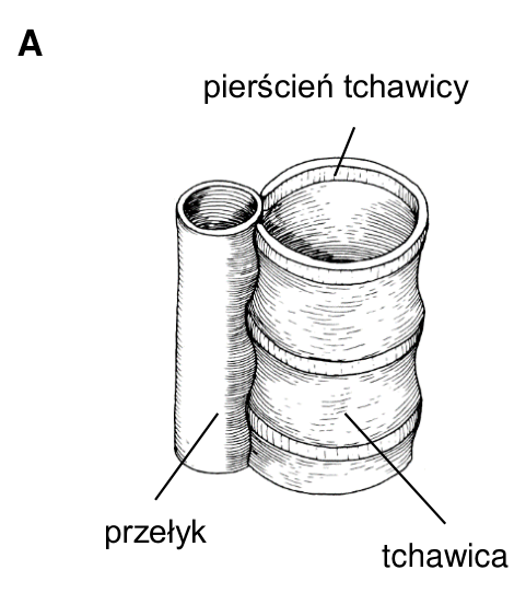 Rysunek A. Tchawica człowieka z podpisami: pierścień tchawicy, przełyk, tchawica.